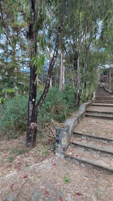 Walk through Đà Lạt's serene pine forest along a stone-stepped trail lined with towering evergreens. Experience the peaceful ambiance of Vietnam's Highland mountain landscape on this scenic hiking route.
