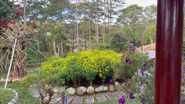 A serene stroll through Đà Lạt's botanical garden, showcasing vibrant seasonal blooms against the region's iconic pine forest backdrop. The video captures the garden's carefully landscaped pathways, ornamental flowering plants, and stone architecture in Vietnam's cool highland destination.